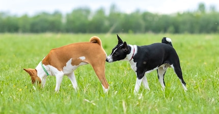Infecte pour nous, délicieux pour les chiens : les excréments.