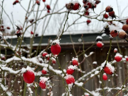 Se non raccogli i frutti delle rose selvatiche in autunno, lo puoi fare anche durante l'inverno per farne un tè.