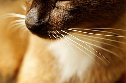 Die Schnurrhaare verleihen der Katze quasi Superkräfte.