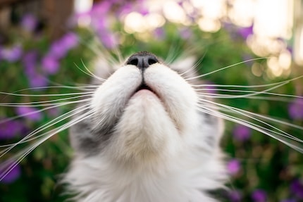 Ist der Schnauz gesund, freut sich die Katz.