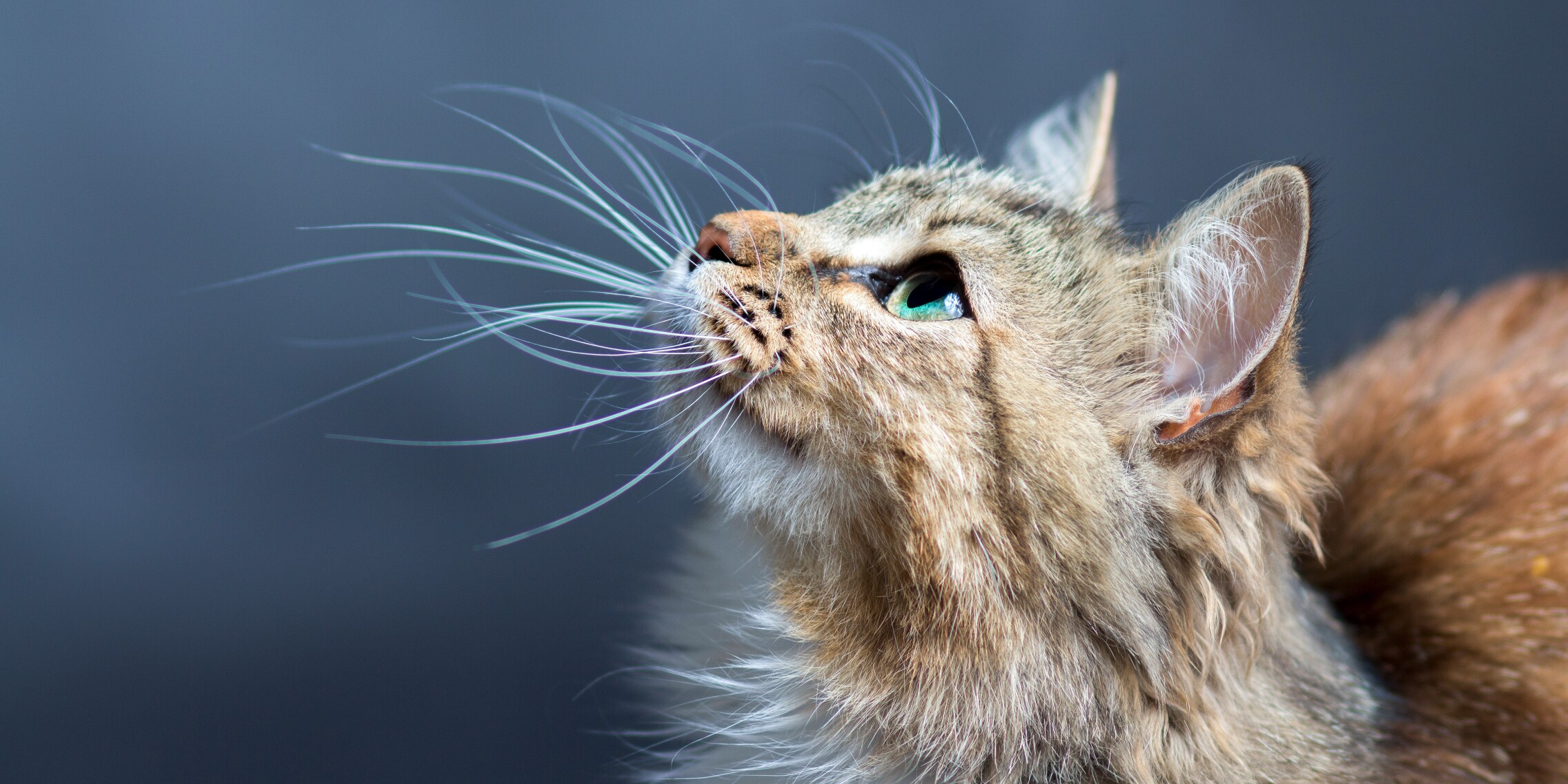Was du über die Schnurrhaare deiner Katze wissen musst Galaxus