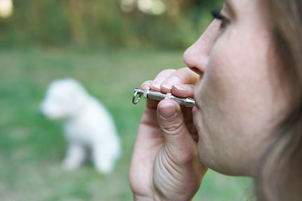 Not recommended for barking from an animal welfare perspective: a dog whistle.
