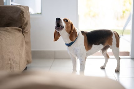 Sometimes dogs bark because they’re left alone for too long or neglected.