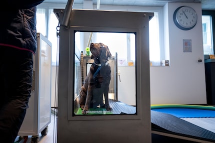 The ramp makes it easier for impaired and traumatised dogs to get in and out.