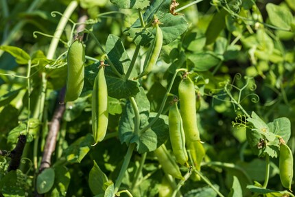 Pois : riches en fibres, protéines et nombreuses vitamines.