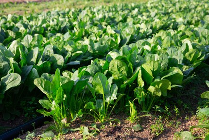 Les épinards : ils contiennent beaucoup de vitamines B ainsi que du fer, du magnésium, du calcium et du potassium.