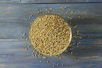 Millet : contient beaucoup de fer et de protéines.