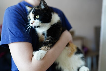 Se il tuo vicino non vuole rinunciare al tuo gatto, puoi richiederlo indietro.