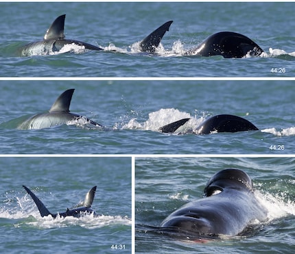 Attaque de l'orque : du début à la fin de l'attaque, il n'a fallu que quelques secondes et, en peu de temps, des parties importantes du requin se sont retrouvées dans l'estomac de l'orque. Le foie dans la gueule, il est passé devant les observateurs.