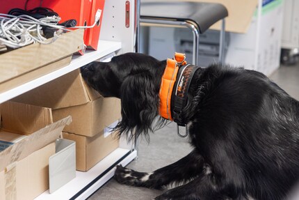 Da ist was drin, da ist was drin! Anora kann es kaum erwarten, dass Jörg Guggisberg ihre erschnüffelte Box öffnet.