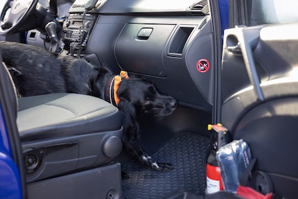 Auch das Crystal Meth im Auto ist nicht vor der Hündin sicher.
