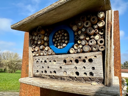 This insect hotel in our garden might be older, but it’s still popular. The closed tubes are already occupied and could contain offspring.