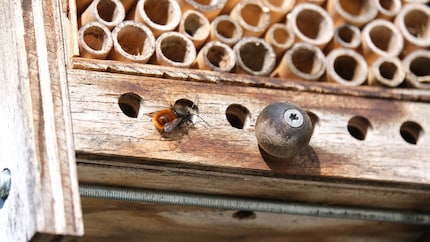 A first wild bee is already inspecting the rooms in my hotel at the beginning of March.