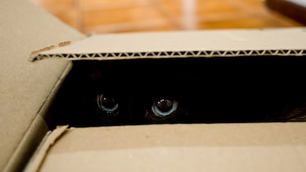 Observing from a safe hiding place – cats love it.