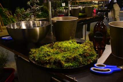 Als nächstes erhält das Kokedama einen Moos-Mantel.