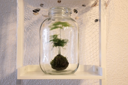 Mein Kokedama gedeiht in seinem Mini-Gewächshaus.