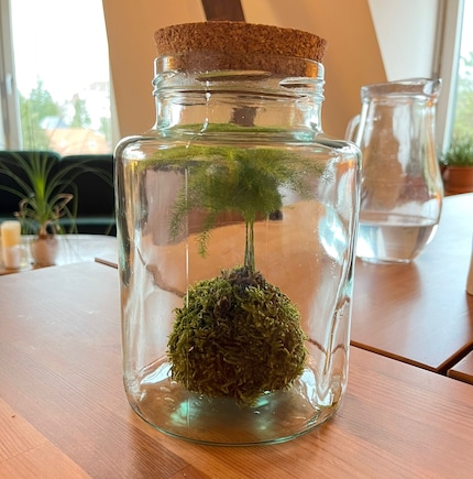 Steffis Kokedama macht sich prächtig auf dem Esstisch.