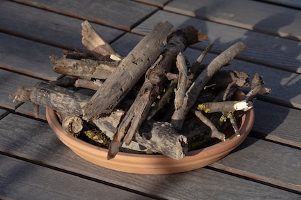 Il legno morto crea uno spazio per la nuova vita. Il ciclo della vita. Wow, molto poetico.