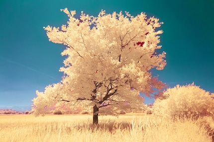 If the sky still shines through between the leaves, it won’t be coloured correctly because the automatic recognition doesn’t cover every tiny space.