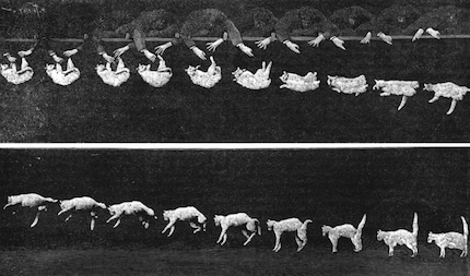 Étienne-Jules Marey a dévoilé le secret des chats qui tombent.