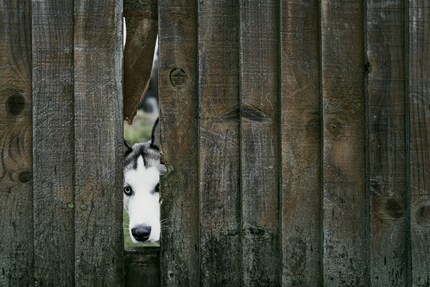 Your neighbour must ensure that his dog doesn’t bother you. But a fence isn’t a must.