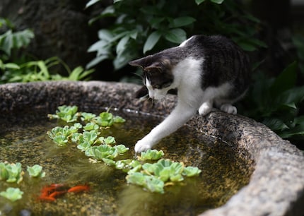 If the cat fishes in the neighbouring pond, it hardly has to fear any consequences. Unless it’s being recorded.