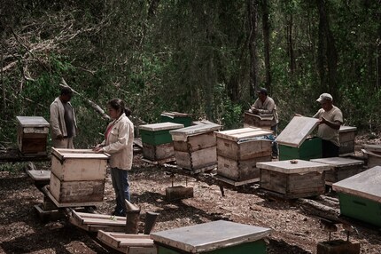Plus de 4000 colonies d'abeilles Melipona ont été victimes d'une attaque mortelle.doses mortelles de fipronil