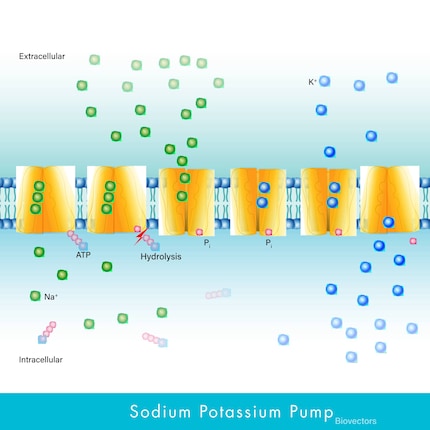 Le pompe sodio potassio utilizzano il minerale per creare un gradiente di concentrazione sulla membrana cellulare, necessario per regolare il bilancio idrico, conferire alle cellule nervose e muscolari la proprietà di eccitabilità e trasportare sostanze nutritive.