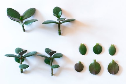 Les branches et les feuilles coupées me permettent de faire de nouvelles boutures.