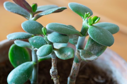... jusqu’à ce que de nouvelles pousses se forment et que la plante retrouve toute sa splendeur.