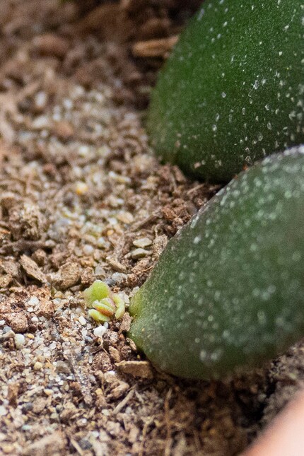 ... au bout de quatre semaines, on peut distinguer une mini-succulente.