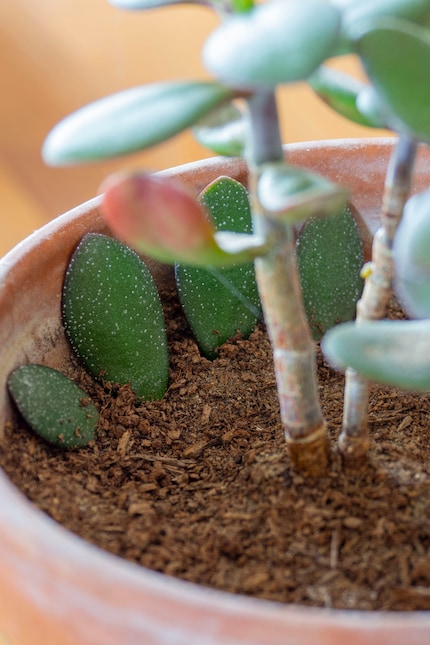 Je plante les feuilles coupées directement dans la terre et voilà ...