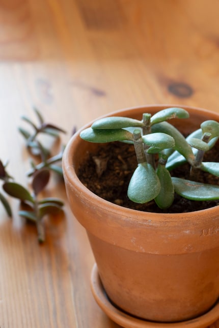 ... et donne plutôt mauvaise mine aux succulentes pendant quelques semaines...