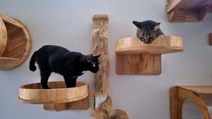 Hauskatzen sollten drinnen Möglichkeiten zum Klettern, Kratzen, Spielen und Verstecken haben.