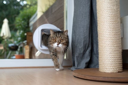 Auch bei Freigänger-Katzen gilt es einige Punkte zu beachten.