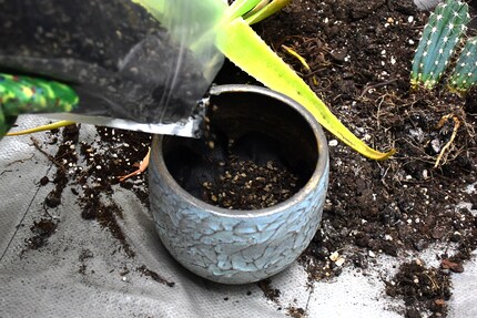Il terriccio per succulente e cactus deve essere friabile e arioso.