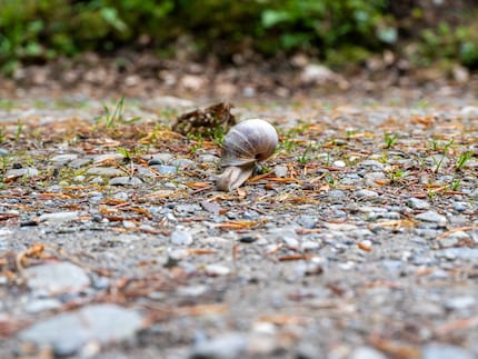Macros are not possible with the GF 45-100mm lens used.