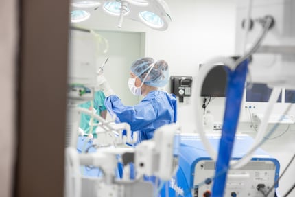 Castration en cours dans la salle d’opération.