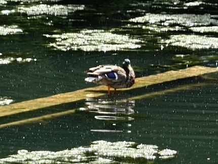 The largest possible digital zoom is definitely too much and produces a flat, blurred result.