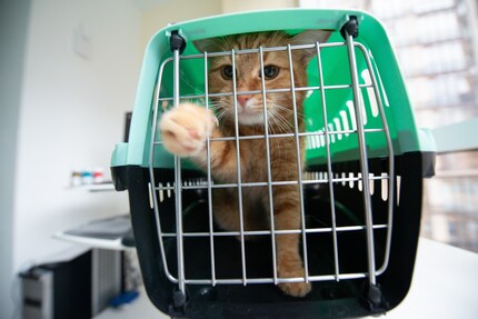 If you want to import an animal from abroad, there are a few things you need to bear in mind.