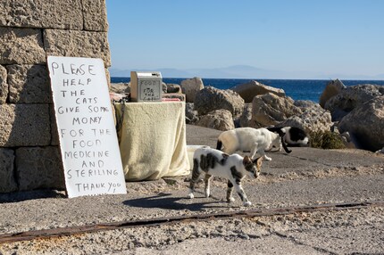 It’s best to support animal welfare organisations or local projects.