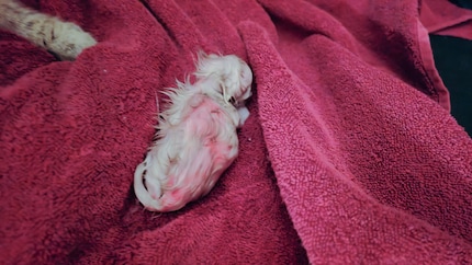 Il primo bambino, ancora prima di essere leccato da Mira...