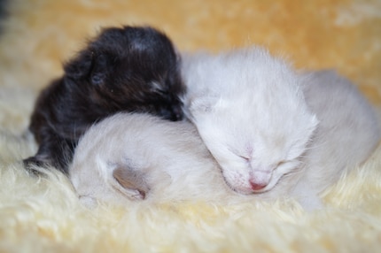 I gattini non possono fare molto con gli occhi chiusi nelle prime fasi.