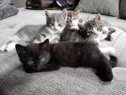 ... e questo Cat Pack seguì solo sei mesi dopo.
