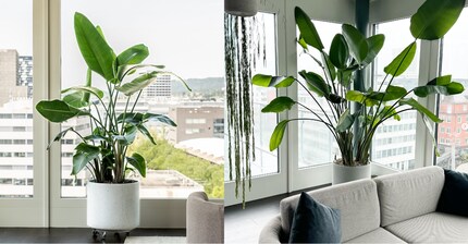 Prima e dopo: in pochi mesi, la Strelitzia di Too Good To Go ha raddoppiato le sue dimensioni.