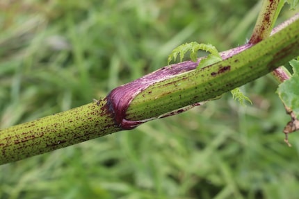 I punti rosso porpora sul gambo sono una caratteristica riconoscibile dell'alga gigante.