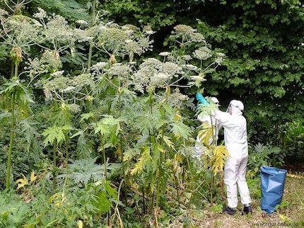 Ecco come sono equipaggiati i professionisti per rimuovere l'alga gigante.