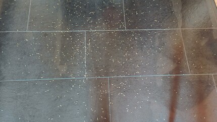 Peccato per il mix di riso a chicco lungo e riso selvatico, ...