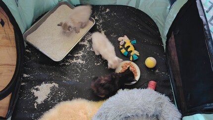 Oh toll, Sand zum Spielen und Scharren … und feste Nahrung!