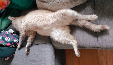 ... verbringt Mira ihre «Me Time» ganz entspannt auf dem Sofa.